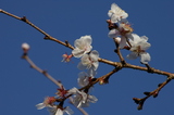 冬樱