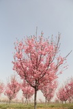 阳光樱