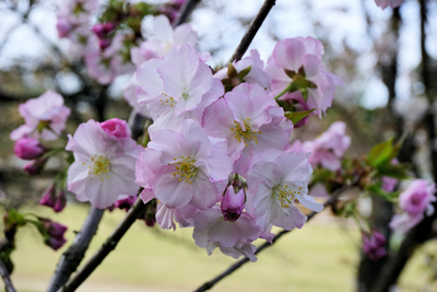 松前早咲櫻