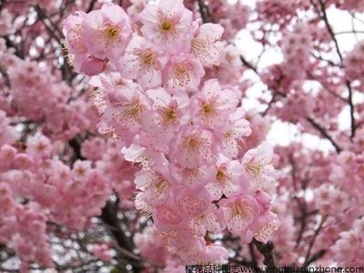 椿寒櫻（初美人）