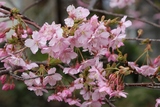 河津樱