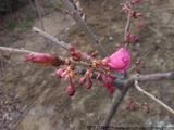 红花高盆樱