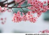 琉球寒绯樱