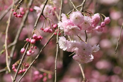 雨情垂枝櫻
