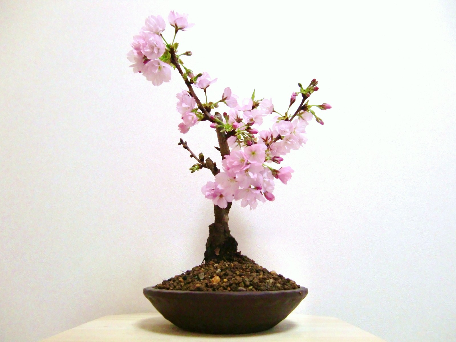 ABUIABACGAAgwqW0zgUoouq7lAEwwAw4sAk