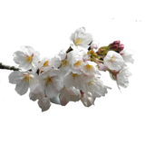 文章附图