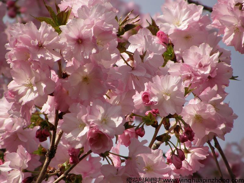 分享 |   品种名称: 松前红丰 拉丁学名: cerasus × sieboldii beni