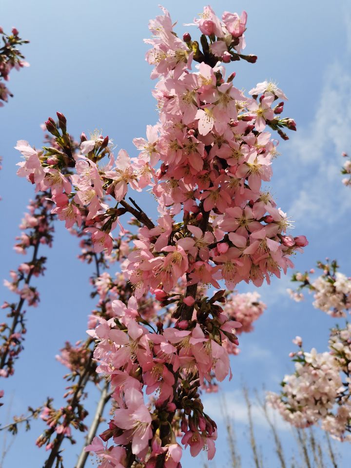 红粉佳人樱和飞寒樱的区别?