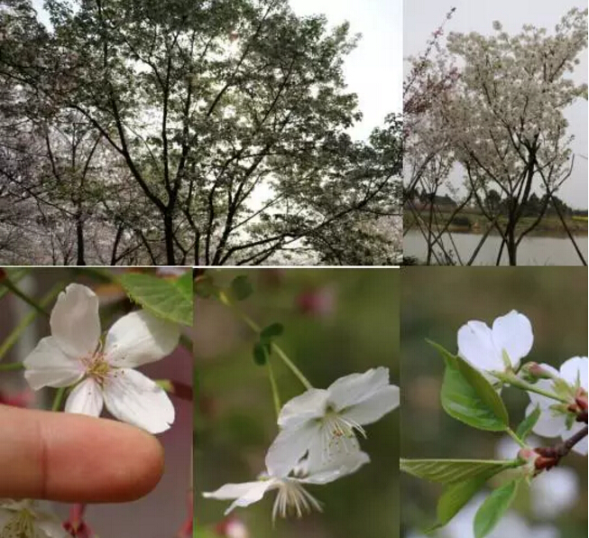 樱花元迎探惜春花期品种介绍白色系