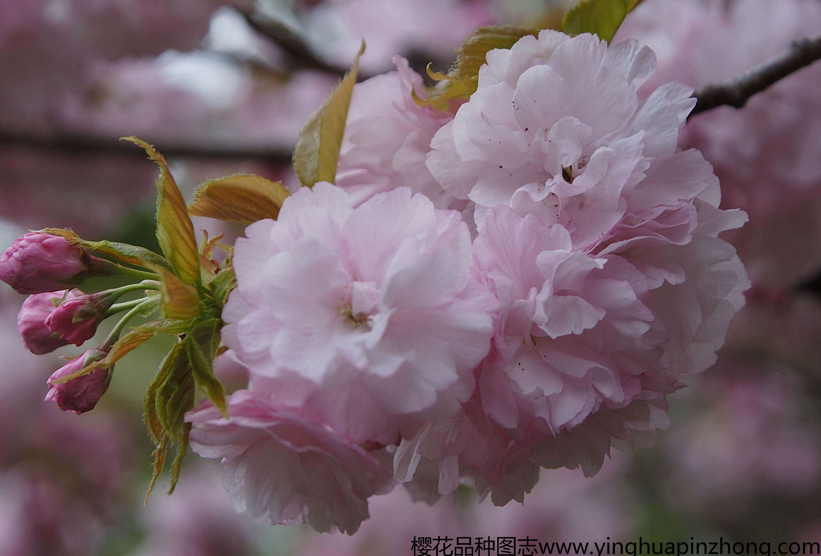 分享 |   品种名称: 杨贵妃 拉丁学名: cerasus serrulata mollis